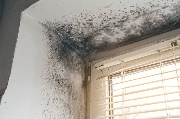 Affordable Mold Cleanup solutions in Haltom City, TX